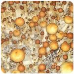 Псилоцибиновые (галлюциногенные) грибы в Коряжме Psilocybin "Golden Teacher" Псилоцибиновые (галлюциногенные) грибы в Коряжме Psilocybin "Golden Teacher"