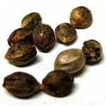 Семена марихуаны АК-47 (Seeds AK-47) в Коряжме Семена марихуаны АК-47 (Seeds AK-47) в Коряжме